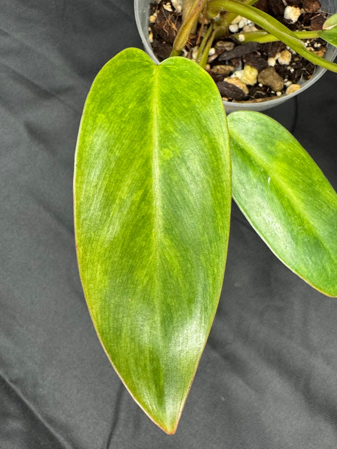 Philodendron 'Painted Lady' # 11 | Philodendron erubescens ‘Painted Lady’ | 4 inch Pot Size