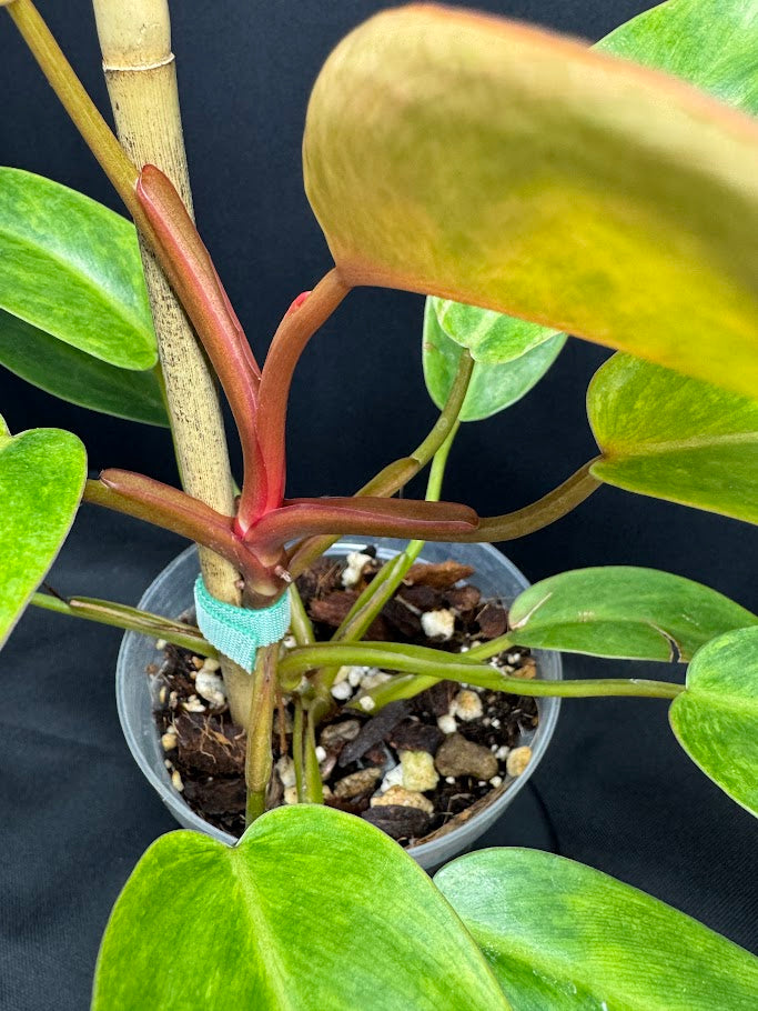 Philodendron 'Painted Lady' # 11 | Philodendron erubescens ‘Painted Lady’ | 4 inch Pot Size