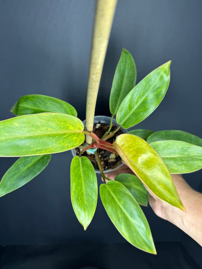 Philodendron 'Painted Lady' # 11 | Philodendron erubescens ‘Painted Lady’ | 4 inch Pot Size