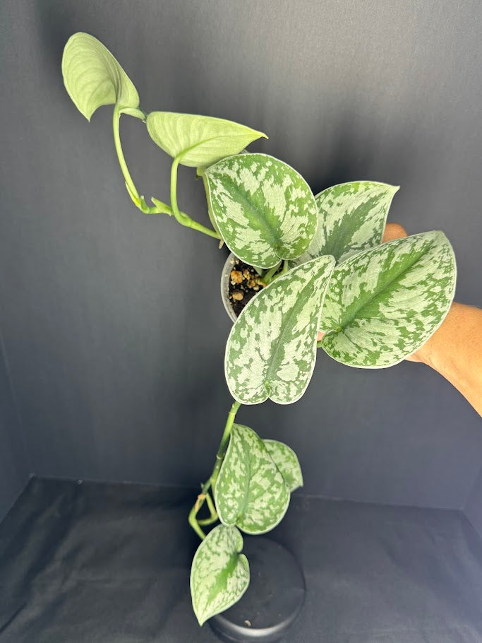 Scindapsus – Happy Houseplant Haven