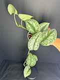Scindapsus pictus ‘Exotica’ #07 | Satin Pothos | 4inch Pot Size
