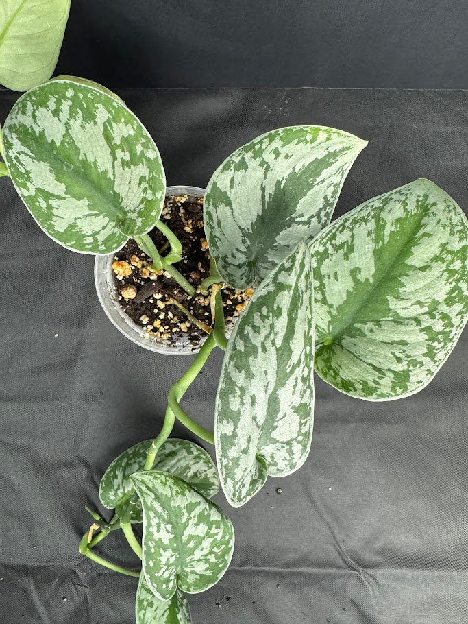 Scindapsus pictus ‘Exotica’ #07 | Satin Pothos | 4inch Pot Size