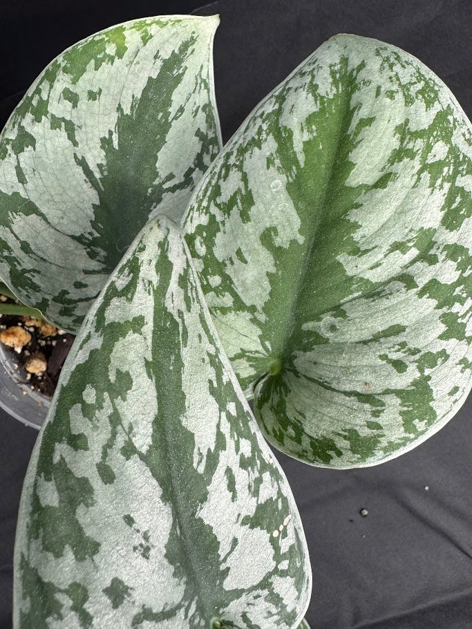 Scindapsus pictus ‘Exotica’ #07 | Satin Pothos | 4inch Pot Size