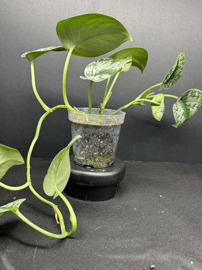 Scindapsus pictus ‘Exotica’ #07 | Satin Pothos | 4inch Pot Size