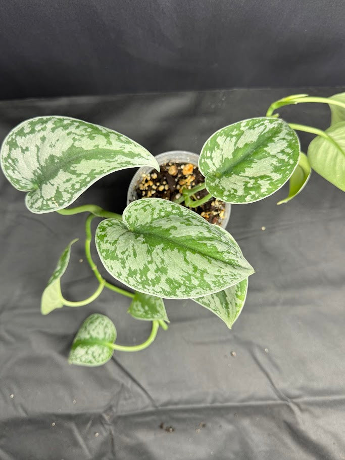 Scindapsus pictus ‘Exotica’ #07 | Satin Pothos | 4inch Pot Size