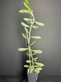 Senecio crassissimus #05 | ‘Lavender Steps’ Succulent | 2.5inch Starter Size