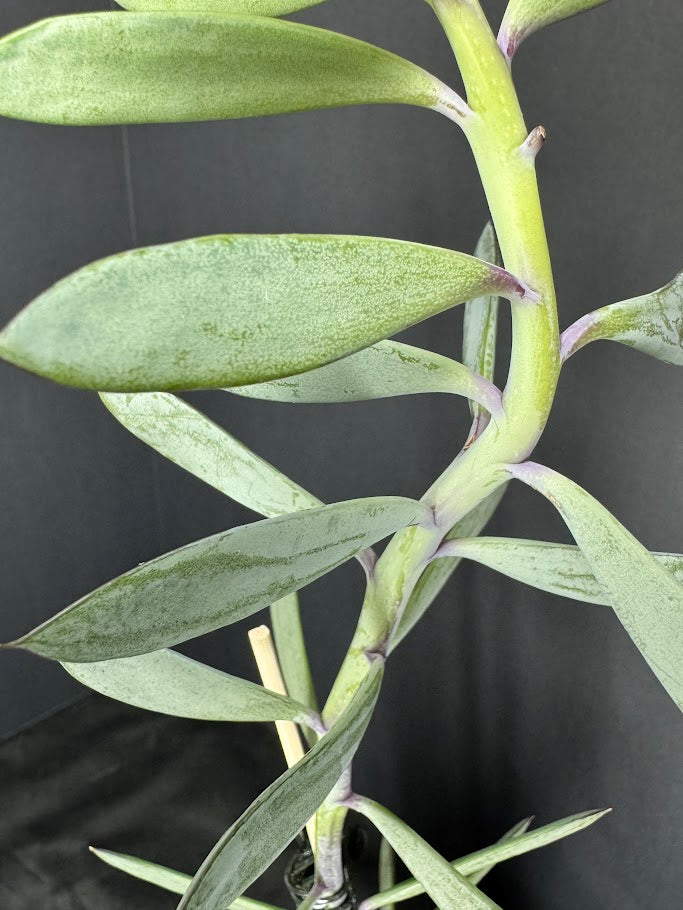 senecio crassissimus succulent Senecio crassissimus #05 | ‘Lavender Steps’ Succulent