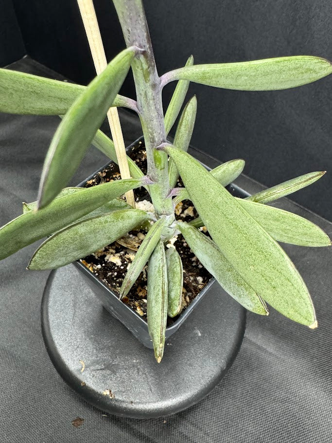 Senecio crassissimus #05 | ‘Lavender Steps’ Succulent | 2.5inch Starter Size