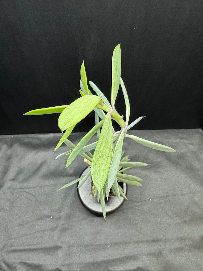 Senecio crassissimus #05 | ‘Lavender Steps’ Succulent | 2.5inch Starter Size