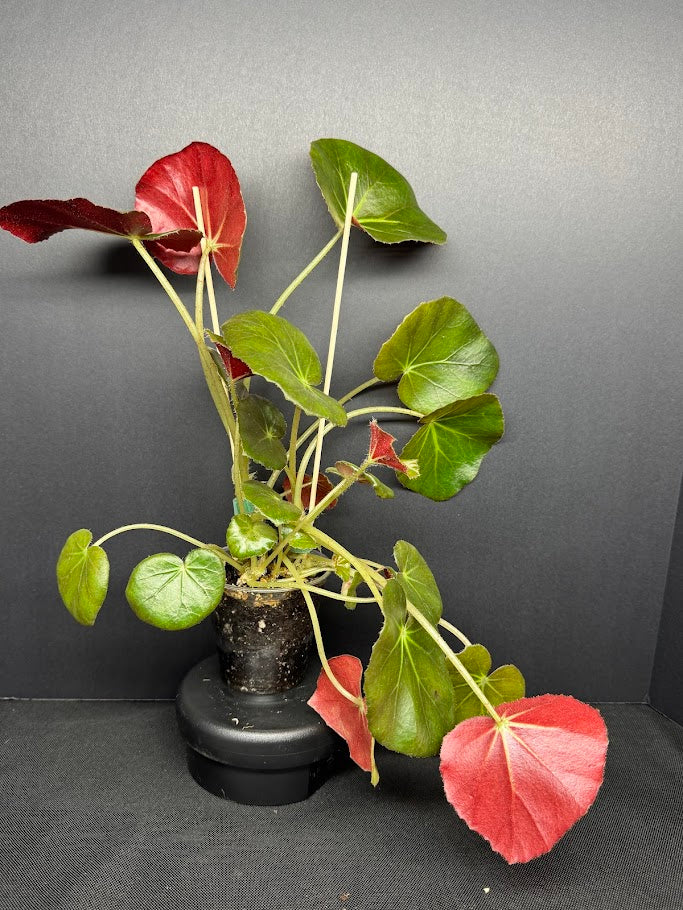 Begonia 'Erythrophylla' #03 | Beef Steak Begonia | 4 inch Pot Size