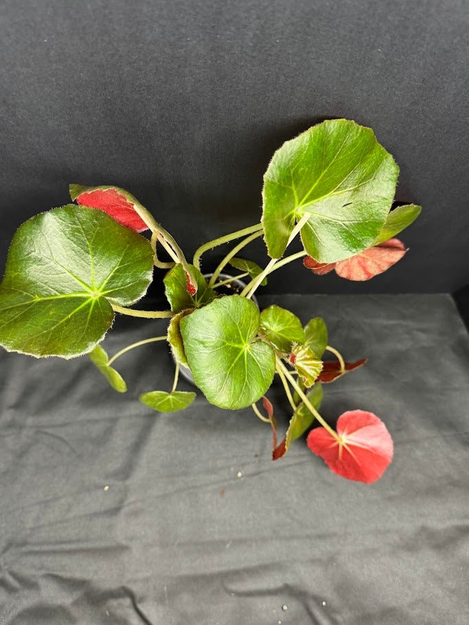Begonia 'Erythrophylla' #03 | Beef Steak Begonia | 4 inch Pot Size