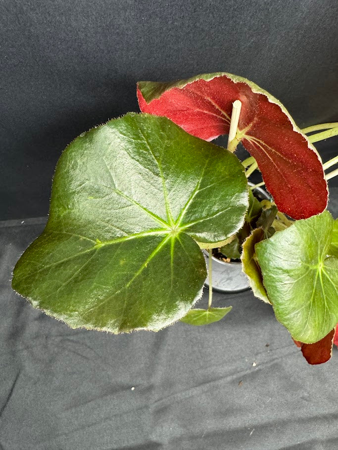 Begonia 'Erythrophylla' #03 | Beef Steak Begonia | 4 inch Pot Size