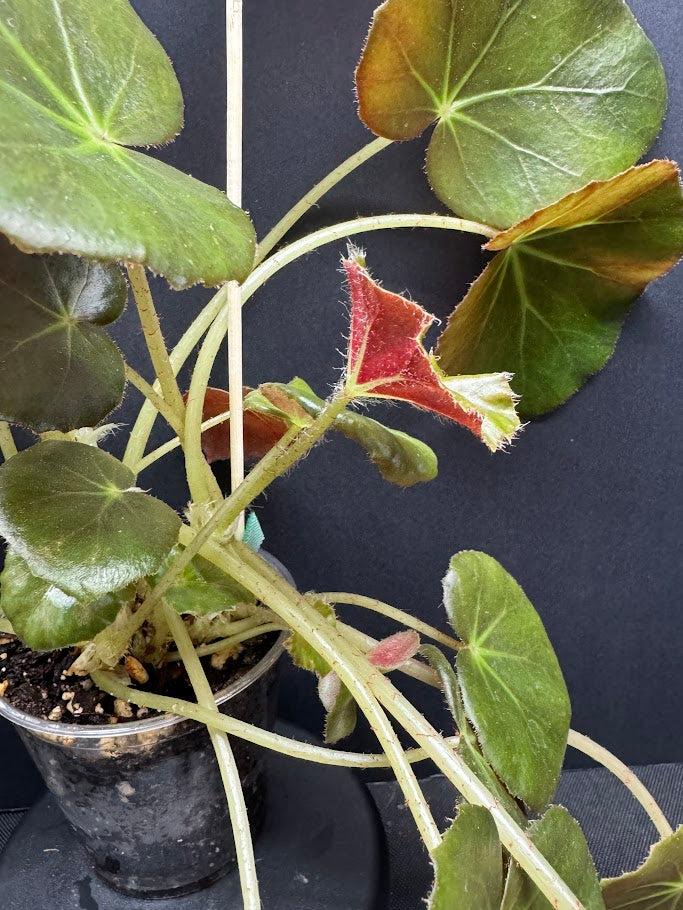 Begonia 'Erythrophylla' #03 | Beef Steak Begonia | 4 inch Pot Size