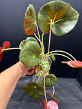 Begonia 'Erythrophylla' #03 | Beef Steak Begonia | 4 inch Pot Size