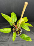 Philodendron 'Painted Lady' #34-08 | Philodendron erubescens ‘Painted Lady’ | 4 inch Pot Size