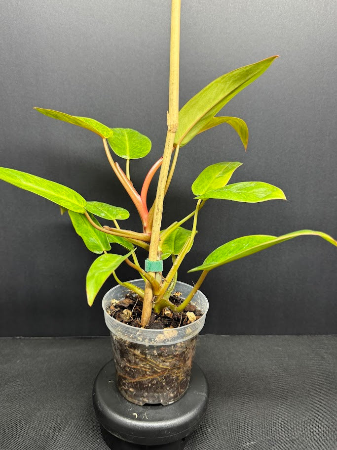 Philodendron 'Painted Lady' #34-08 | Philodendron erubescens ‘Painted Lady’ | 4 inch Pot Size