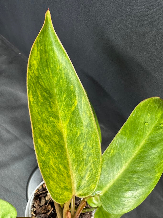Philodendron 'Painted Lady' #34-08 | Philodendron erubescens ‘Painted Lady’ | 4 inch Pot Size