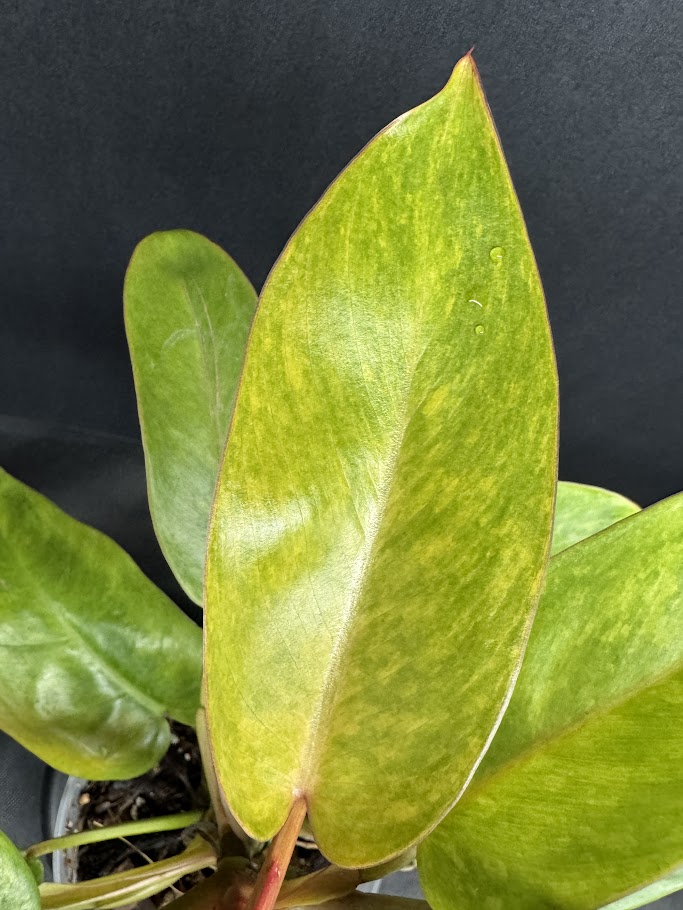 Philodendron 'Painted Lady' #34-08 | Philodendron erubescens ‘Painted Lady’ | 4 inch Pot Size