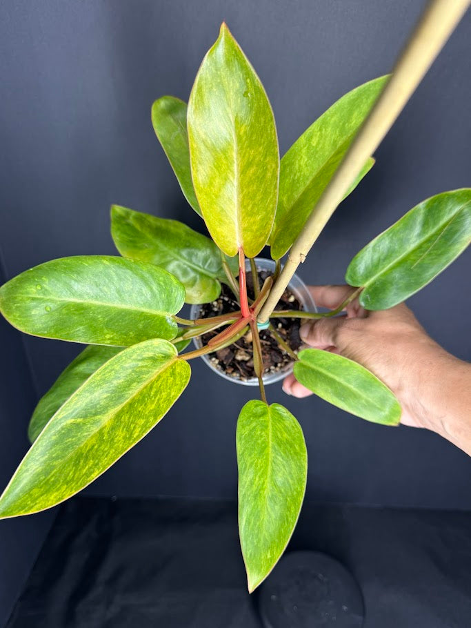 Philodendron 'Painted Lady' #34-08 | Philodendron erubescens ‘Painted Lady’ | 4 inch Pot Size