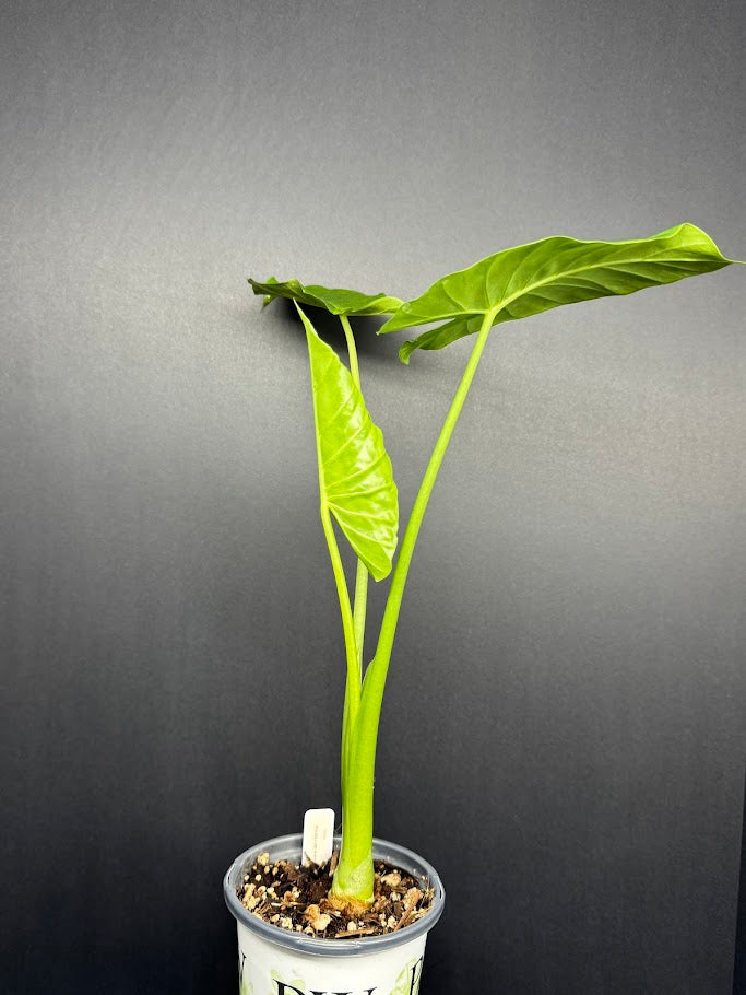 Alocasia odora ‘California’ #08 | Dwarf Elephant Ear Plant | 1 Quart Pot Size