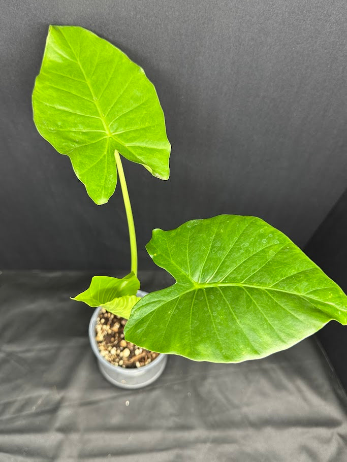 Alocasia odora ‘California’ #08 | Dwarf Elephant Ear Plant | 1 Quart Pot Size