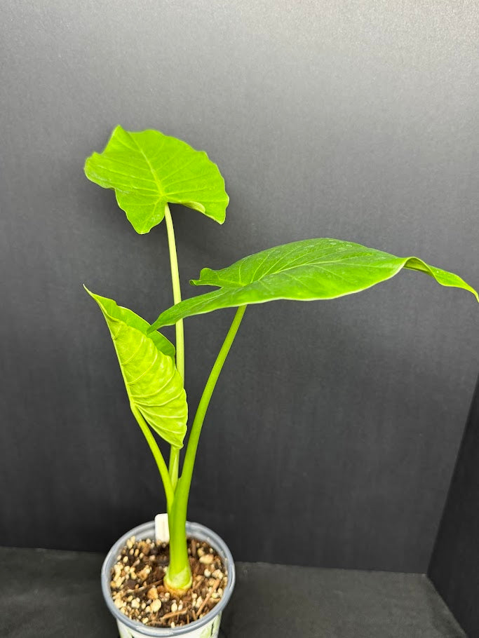 Alocasia odora ‘California’ #08 | Dwarf Elephant Ear Plant | 1 Quart Pot Size