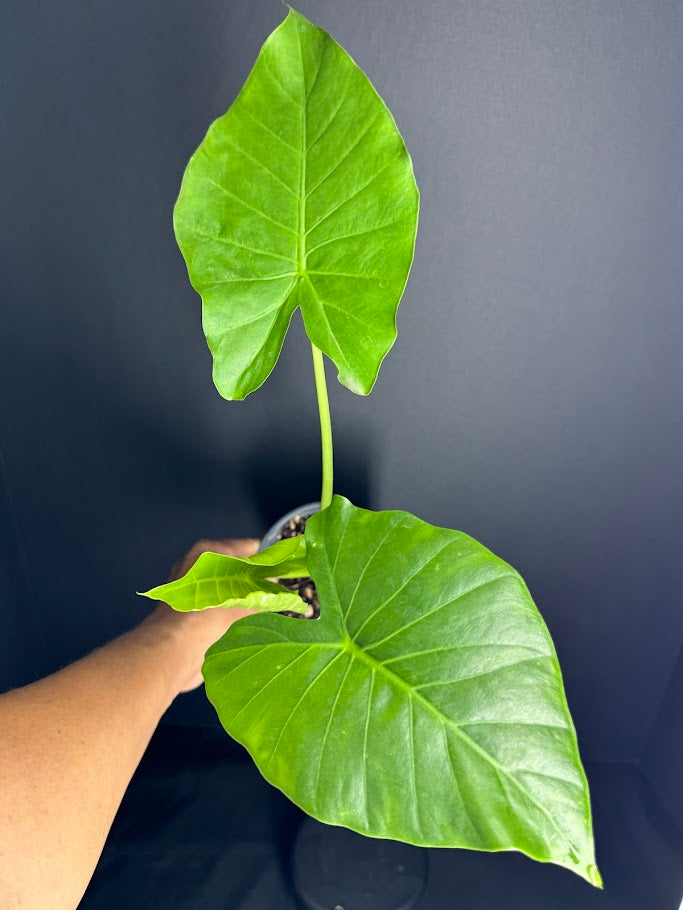 Alocasia odora ‘California’ #08 | Dwarf Elephant Ear Plant | 1 Quart Pot Size