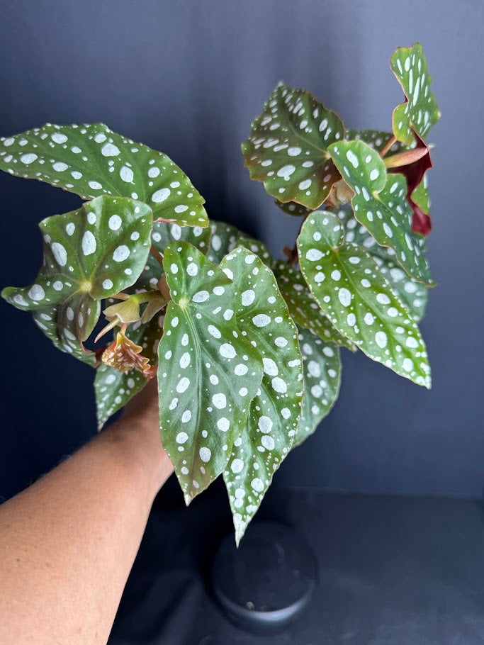 Begonia Maculata #10 | Polka Dot Begonia | 4 inch Nursery Pot