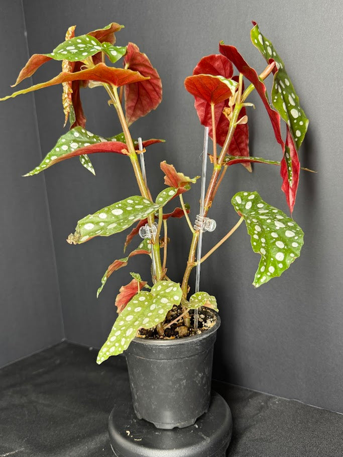 Begonia Maculata #10 | Polka Dot Begonia | 4 inch Nursery Pot