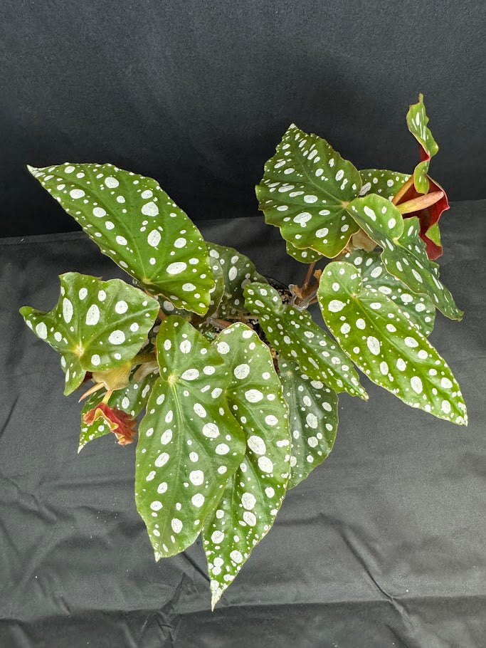 Begonia Maculata #10 | Polka Dot Begonia | 4 inch Nursery Pot