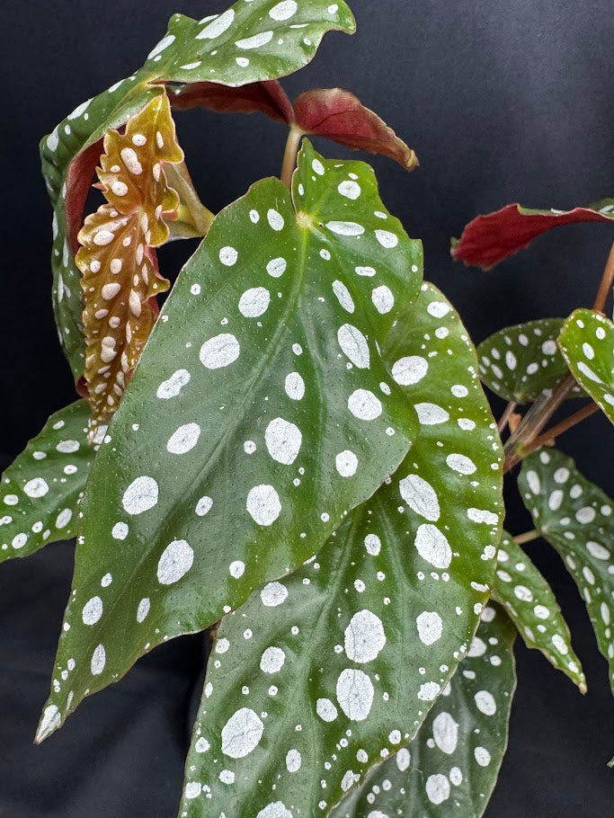 Begonia Maculata #10 | Polka Dot Begonia | 4 inch Nursery Pot