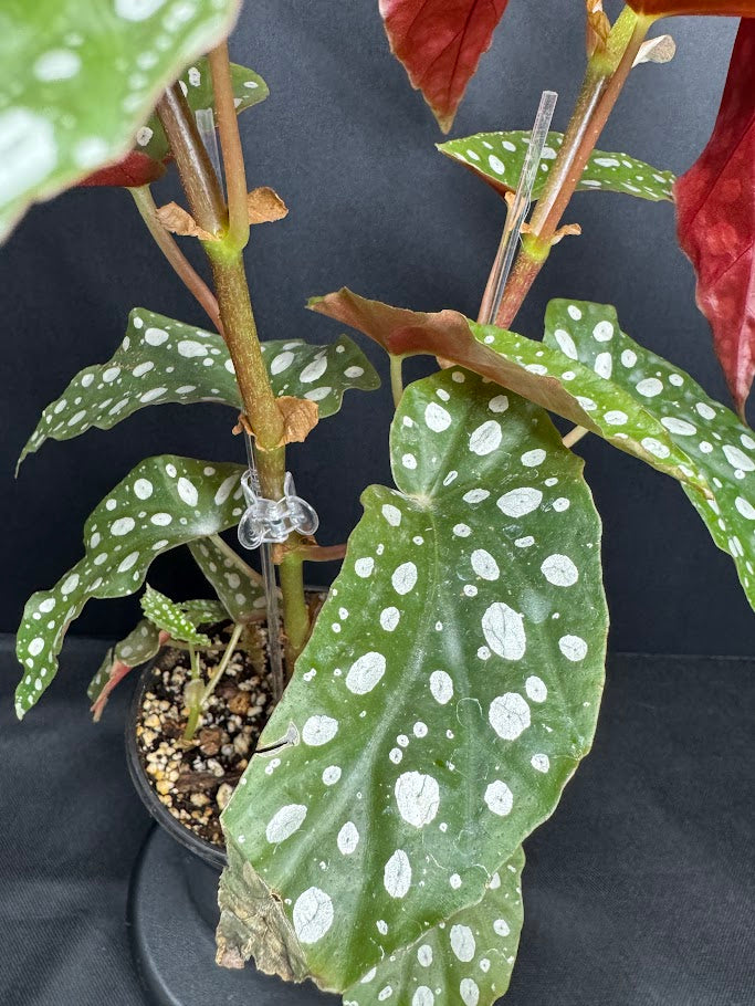 Begonia Maculata #10 | Polka Dot Begonia | 4 inch Nursery Pot