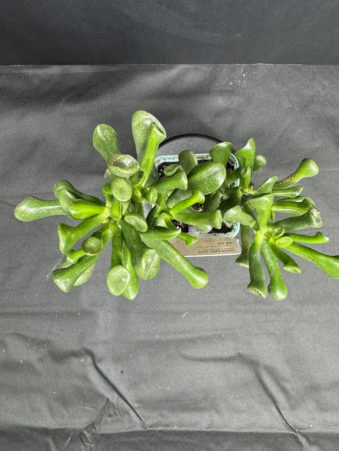 jade plant ogre ears care Crassula ovata 'Ogre Ears'