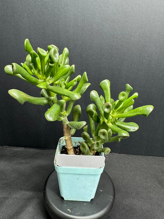 Crassula Ovata 'Ogre Ears' #03| Shrek Ears Jade | 3 inch Pot