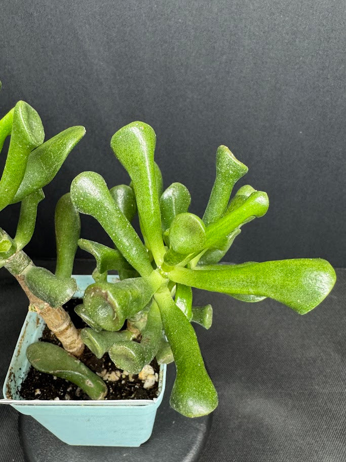 Crassula Ovata 'Ogre Ears' #03| Shrek Ears Jade | 3 inch Pot