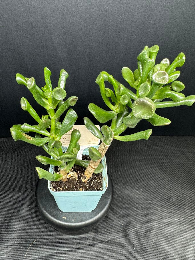 Crassula Ovata 'Ogre Ears' #03| Shrek Ears Jade | 3 inch Pot