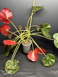 Begonia 'Erythrophylla' #04 | Beef Steak Begonia | 4 inch Pot Size