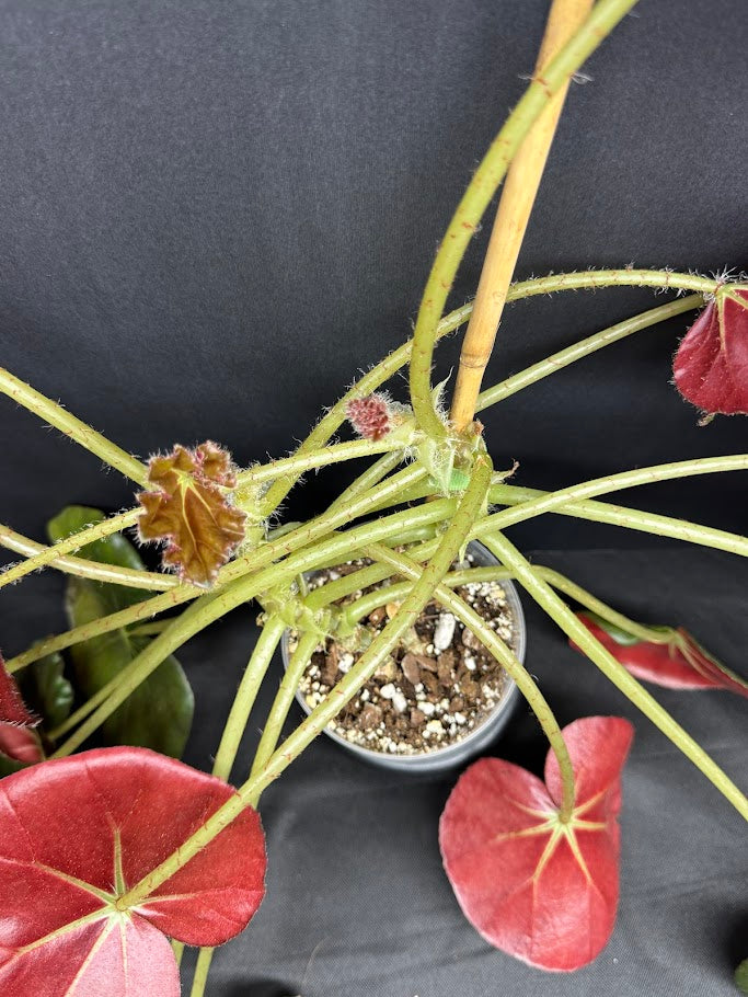 Begonia 'Erythrophylla' #04 | Beef Steak Begonia | 4 inch Pot Size