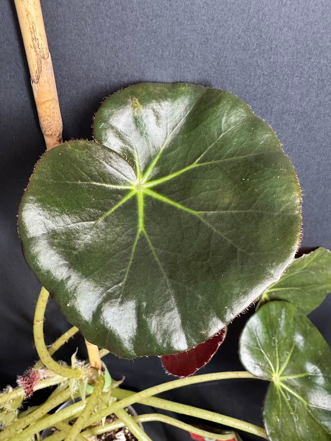 Begonia 'Erythrophylla' #04 | Beef Steak Begonia | 4 inch Pot Size
