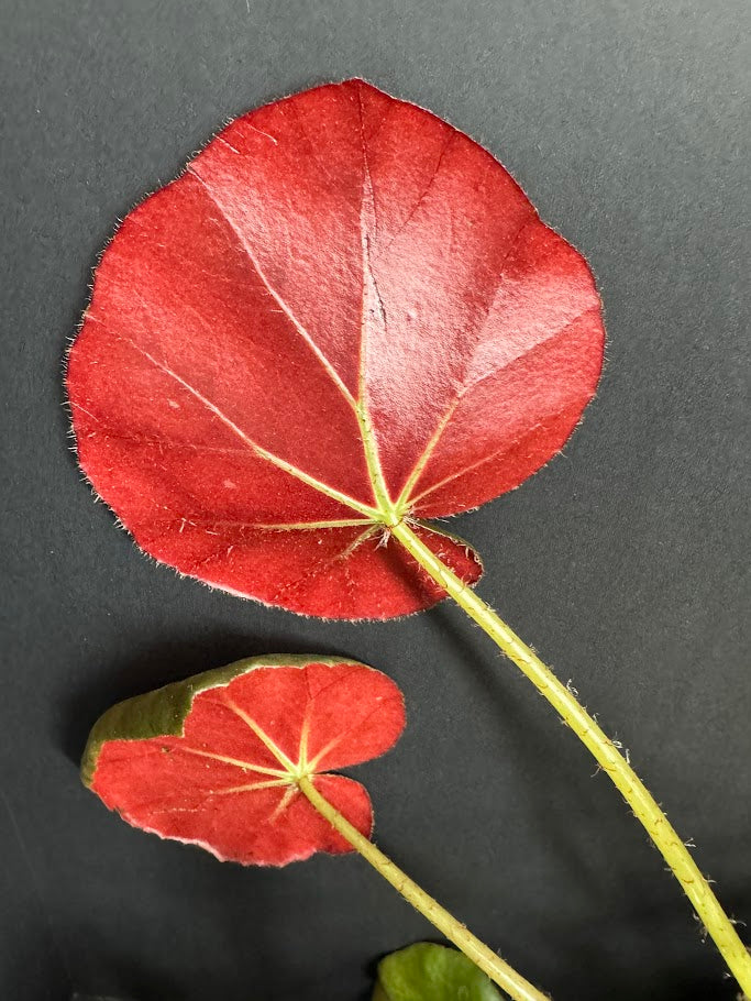 Begonia 'Erythrophylla' #04 | Beef Steak Begonia | 4 inch Pot Size