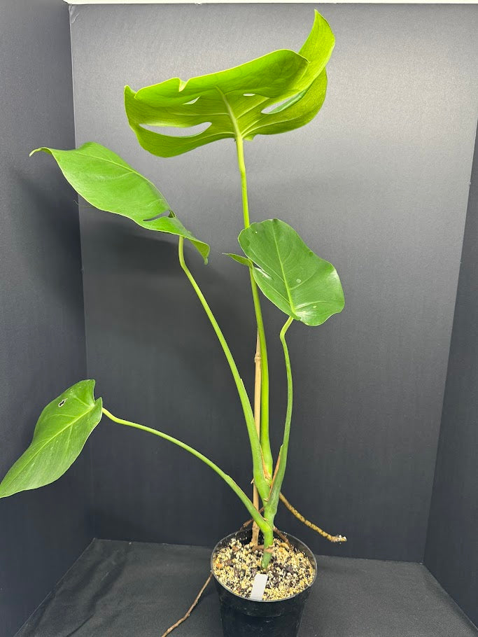 Monstera Deliciosa #19 | Big Cheese Plant | 2 Quart Pot Size