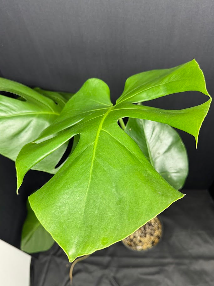 Monstera Deliciosa #19 | Big Cheese Plant | 2 Quart Pot Size