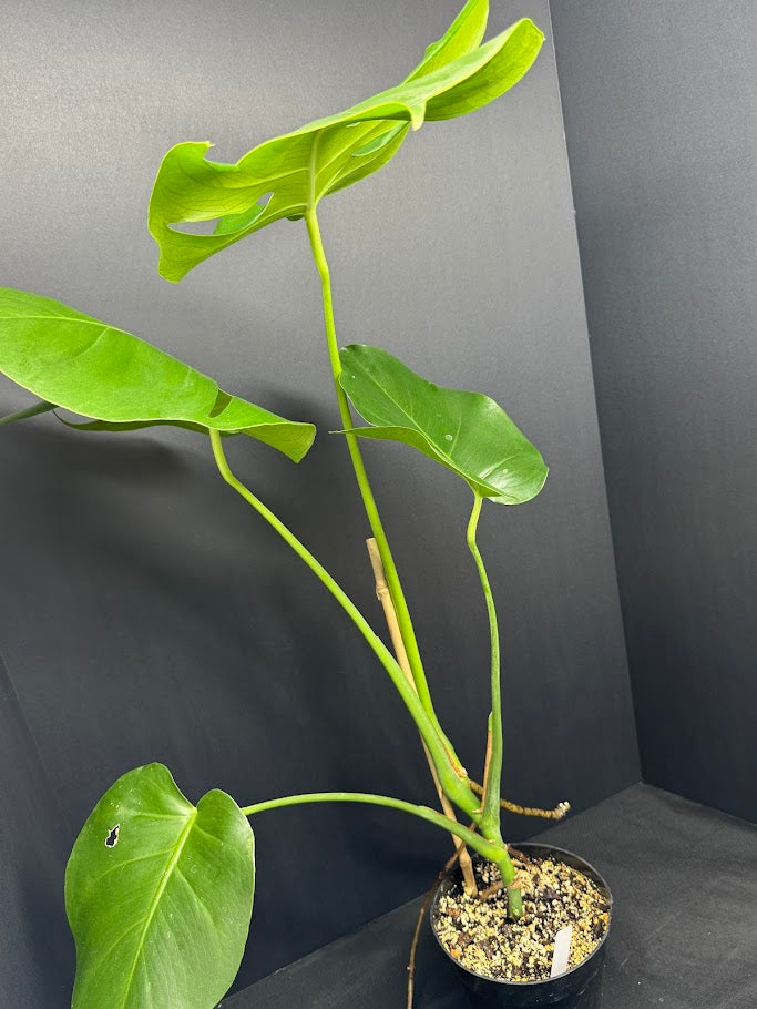 Monstera Deliciosa #19 | Big Cheese Plant | 2 Quart Pot Size