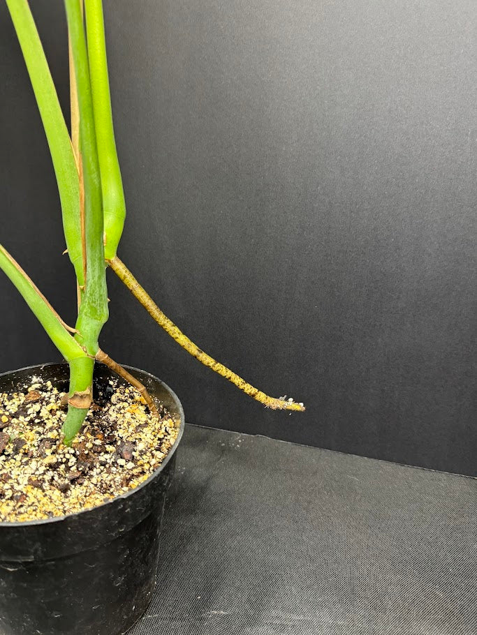 Monstera Deliciosa #19 | Big Cheese Plant | 2 Quart Pot Size