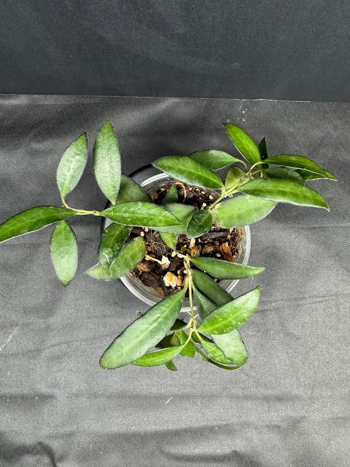 Hoya Rosita #08 | Hoya wayetii x tsangii | 3.5" cup | Rooted and Growing