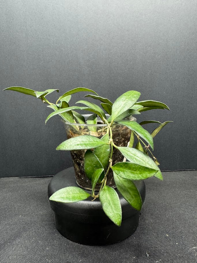 Hoya Rosita #08 | Hoya wayetii x tsangii | 3.5" cup | Rooted and Growing