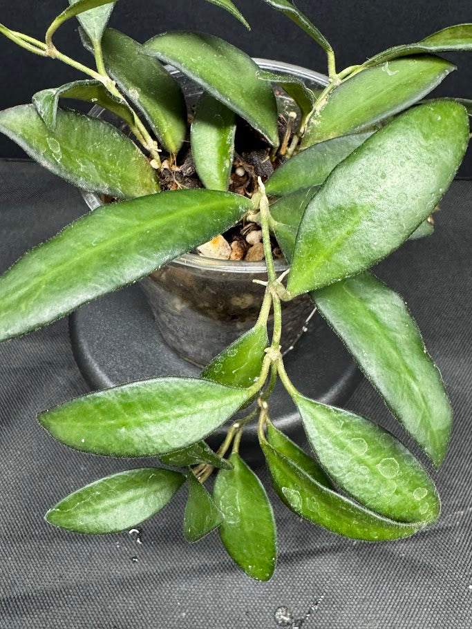 Hoya Rosita #08 | Hoya wayetii x tsangii | 3.5" cup | Rooted and Growing