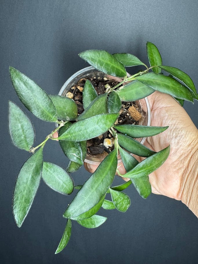 Hoya Rosita #08 | Hoya wayetii x tsangii | 3.5" cup | Rooted and Growing