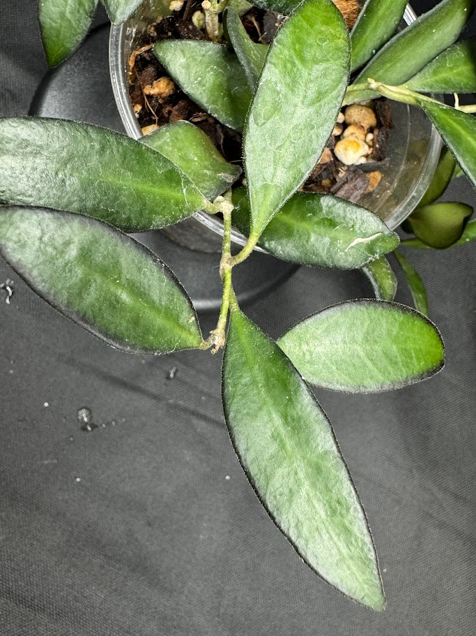 Hoya Rosita #08 | Hoya wayetii x tsangii | 3.5" cup | Rooted and Growing