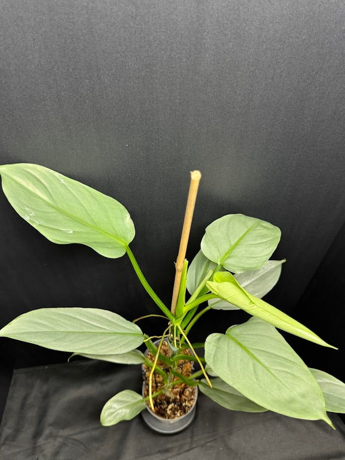 Philodendron hastatum 'Silver Sword' #12 | Growing on Moss Pole | 4 inch Pot Size